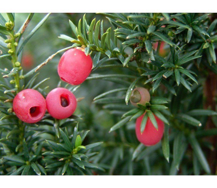 Eine essbare Hecke für den Garten