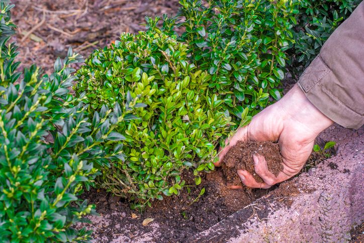 Hecke düngen