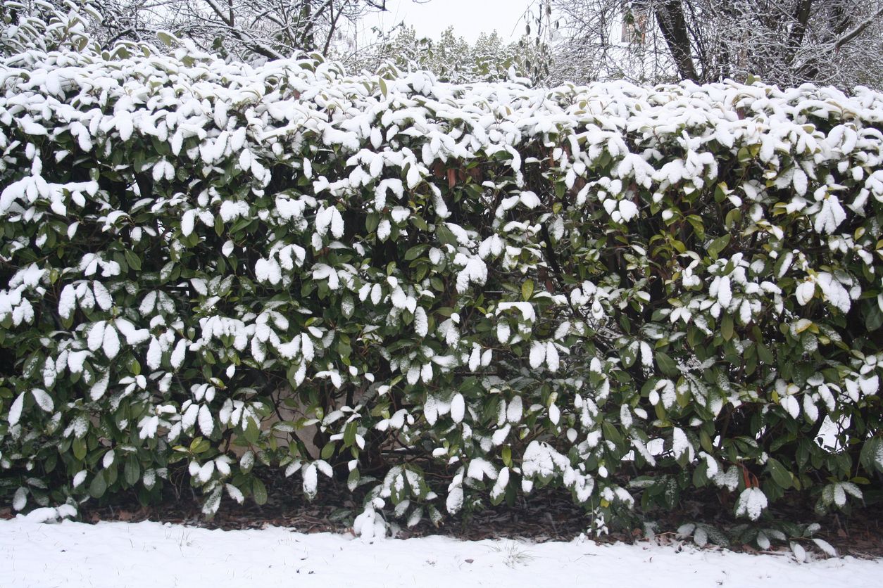 Hecke_pflege_Winter