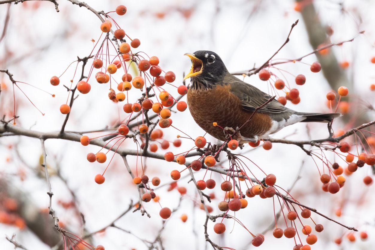 Vogelfreundlicher Garten im Winter