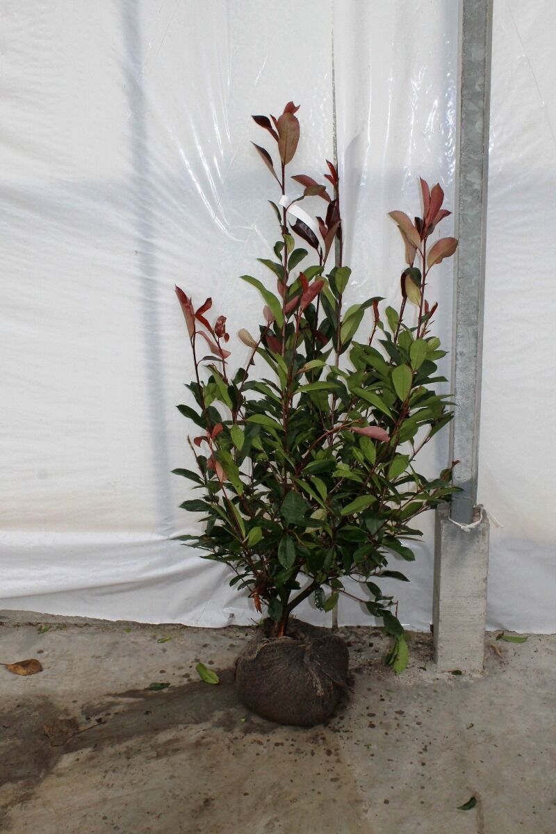 Glanzmispel Red Robin Photinia Fraseri Red Robin